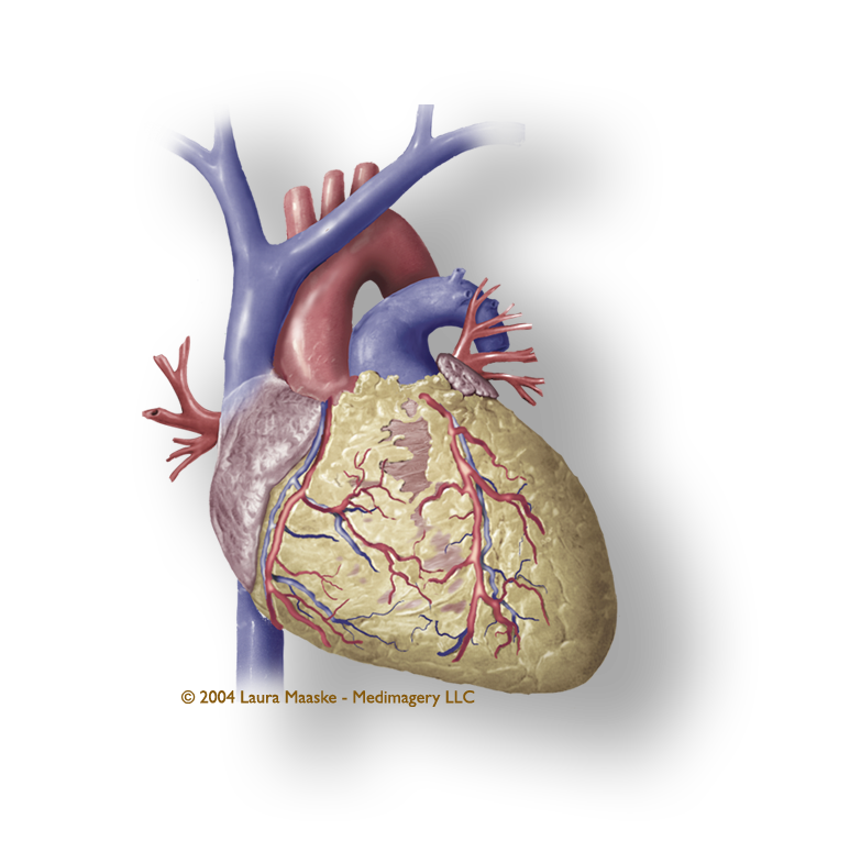 Anatomy Of The Heart Worksheet - Anatomy Drawing Diagram