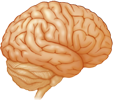 extBRAIN