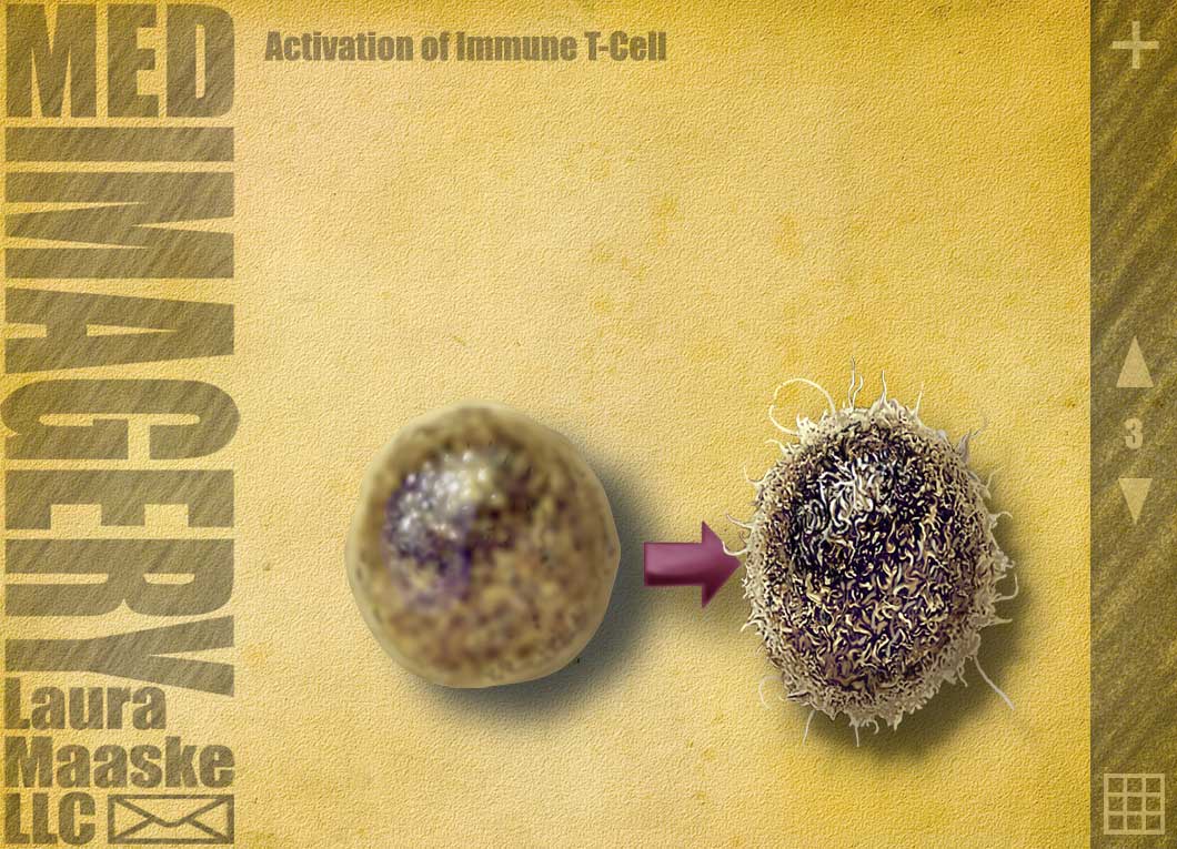 T-cell