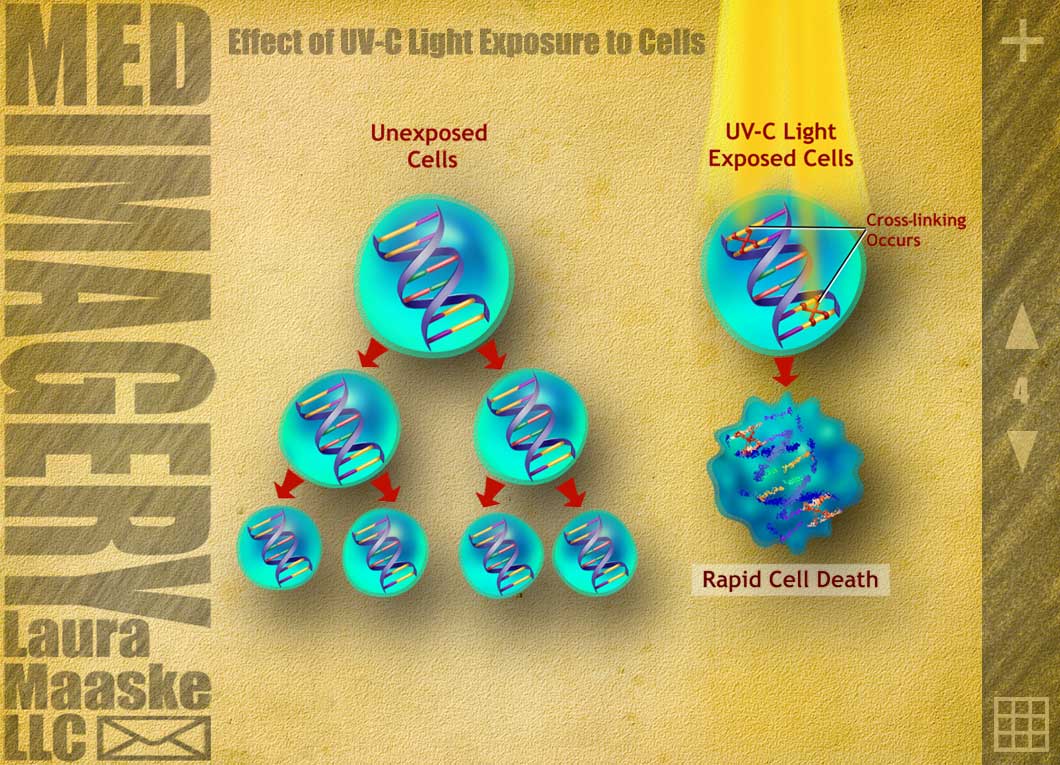 UV-C_Light