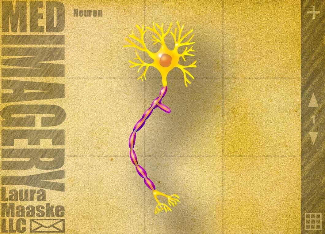 neuron