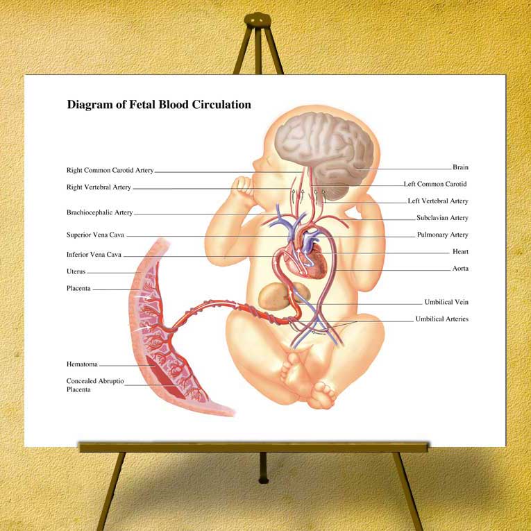 fetal-blood-circulation